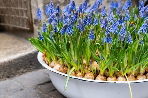 How To Plant Muscari (Grape Hyacinth) Bulbs | Horticulture Cold Weather Flowers, Hyacinth Bulbs, Grape Hyacinth, Perennial Bulbs, Dig Gardens, Mini Gardens, Patio Pots, Permaculture Gardening, Permaculture Design