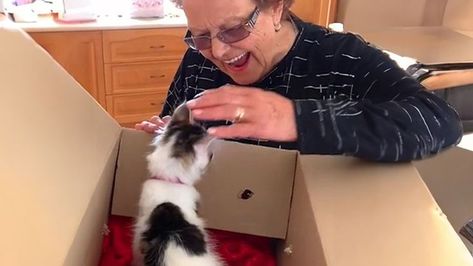 Get into the holiday spirit with heartwarming moments as we present the "Grandma Reactions to Kitten Surprise on Christmas" compilation for 2023! Join us as we witness the joy, surprise, and pure delight that grandmas experience when they receive a special kitten surprise during the festive season. #pets #animal #funnycat #dogvscat #dogandcat #doglovecat Kitten Surprise, Festive Season, Holiday Spirit, Dog Love, Festival Season, The Holiday, Funny Cats, Dog Cat, Kittens