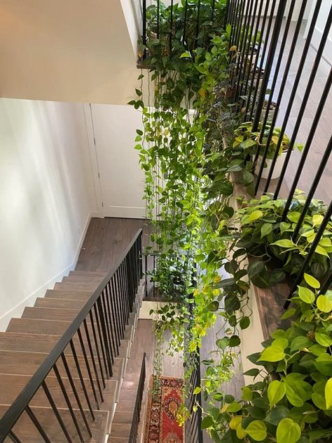 Plants For Stairs, Plants Stairs Indoor, Display Plants On Wall, Hanging Plants Indoor Stairs, Trailing Plants Indoor Wall, Stairwell Plant Ideas, Plants In Stairwell, Stairwell Plants, Plants On Stairs Indoors