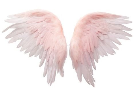 Angel wing white bird white | Free Photo - rawpixel Angel Wings Clip Art, Pink Angel Wings, Wings Bird, Feather Angel Wings, White Angel Wings, White Angel, Pink Feathers, White Bird, Download Free Images