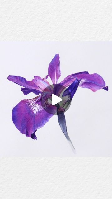 Billy Showell on Instagram: "Watch my beautiful Iris Sibirica come to life. 💜 Painting in those wonderful, deep purples brings me so much joy.  . . . . . . . . . . . . . #watercolourbotanicals #watercolourbotanical #botanicalart #botanicaltutorial #botanicalpainting #botanicalillustration #botanicaltutorial #botanical #botanicalartonline #watercolorpainting #watercolourclass #watercolourflowers #billyshowelltutorial #billyshowellschoolofbotanicalart #billyshowellart #botanicalartist #paintingonline #paintingtutorial #flowertutorial #flowerwatercolorpainting" Billy Showell, Iris Sibirica, Watercolor Flowers Paintings, Botanical Painting, Online Painting, Water Colour, Flower Tutorial, Botanical Illustration, Botanical Art