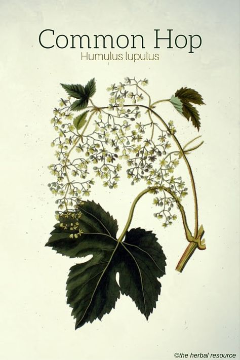 Common Hop (Humulus lupulus) Plant Uses, Hops Plant, Humulus Lupulus, Magia Das Ervas, Medicinal Herb, Herbal Plants, Essential Oils Herbs, Herbal Apothecary, Healing Plants