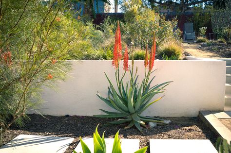 Stucco Wall, Yard Remodel, Outdoor Walkway, Front Yard Design, Stucco Walls, Earth Design, Landscape Plan, Traditional Garden, Yard Design