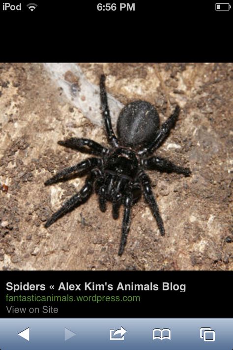 spider Sydney Funnel Web Spider, Brazilian Wandering Spider, Funnel Web Spider, Web Spider, Arachnids, Spiders, Funnel, Bugs, Insects