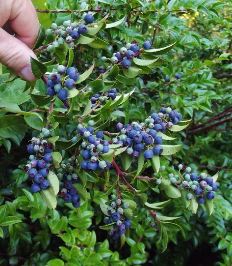 Evergreen Huckleberry / Vaccinium ovatum Wild Huckleberry Plant, Rhododendron Pjm, Vaccinium Ovatum, Evergreen Huckleberry, Huckleberry Plant, Blueberry Plant, Backyard Plants, Juicy Fruit, Rain Forest