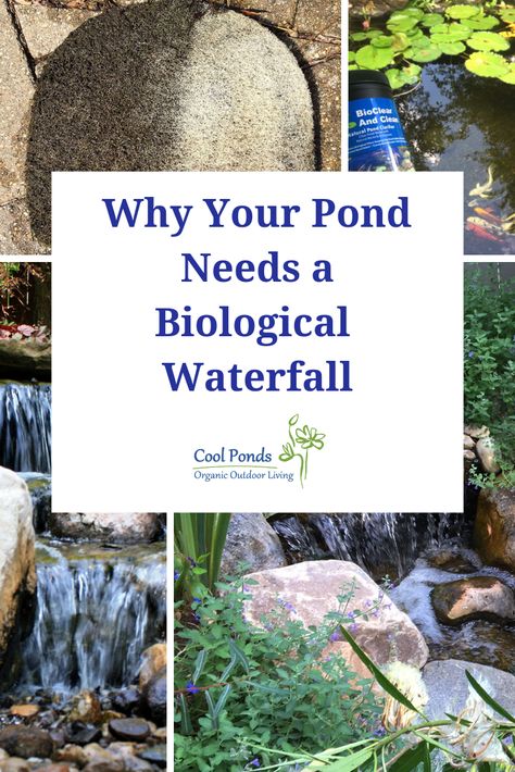 When considering how to build your pond, you should really plan to have a biological waterfall. You'll be glad you did! Natural Pond Waterfall, Bog Filters For Ponds Diy, Homemade Pond Filter, Bog Filters For Ponds, Diy Pool Waterfall, Barrel Pond, Farm Ponds, Build A Pond, Fish Ponds Backyard