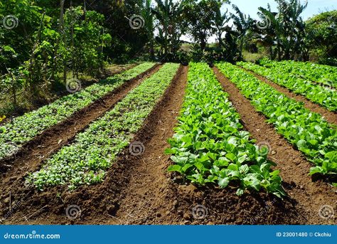 Food Forest Design, Veggie Garden Layout, Vegetable Garden Layout Design, Row Gardening, Hydroponic Grow Systems, Vegetable Garden Planner, Farm Plans, Vegetable Farming, Herb Farm