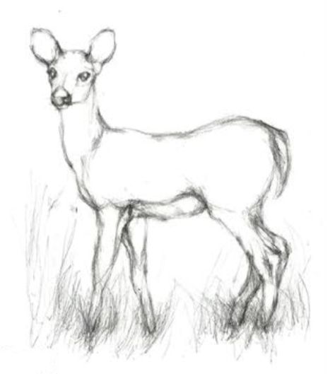 doe illustration Pencil Sketches Of Animals, Deer Drawing Easy, Easy Realistic Drawings, Easy Charcoal Drawings, Animal Sketches Easy, Animals Sketch, Easy Pencil Drawings, Easy Christmas Drawings, Koi Fish Drawing