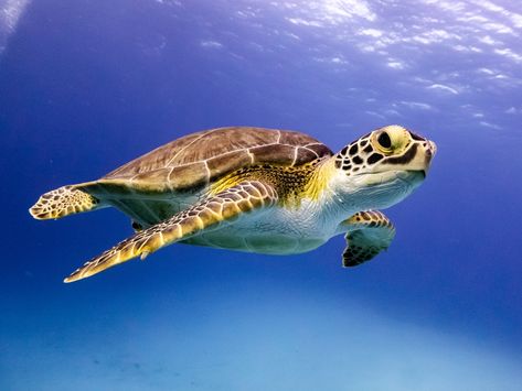 Hawksbill Sea Turtle, Sea Turtle Species, Hawksbill Turtle, Types Of Turtles, Sea Turtle Pictures, Water Turtle, Save The Sea Turtles, Turtle Quilt, Turtle Habitat