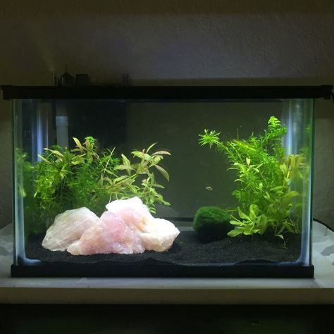 Quartz is aquarium safe! Aquarium Pets, 3 Gallon Tank Ideas, Beta Aquarium, Pretty Fish Tank Ideas, Crystal Aquarium, Small Fish Tank Aesthetic, Cute Aquarium Ideas, Axolotl Aquarium Ideas, Cute Fish Tanks