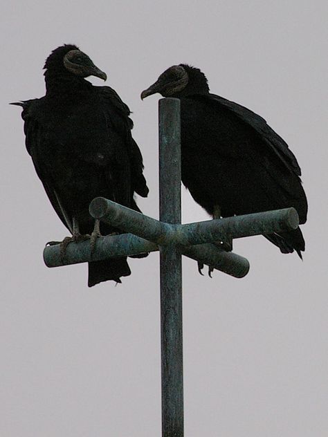 Black Vulture Tattoo, Vultures Aesthetic, Vulture Aesthetics, Vulture Aesthetic, Vulture Culture Aesthetic, Vulture Illustration, Black Vultures, Vulture Skull, Vulture Tattoo