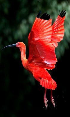 The Scarlet Ibis  (Eudocimus ruber) inhabits tropical South America and islands of the Caribbean. Ibis Bird, Wallpaper Birds, Scarlet Ibis, Big Birds, Bird Flying, Egyptian Tattoo, Most Beautiful Birds, Rare Birds, Bird Watcher