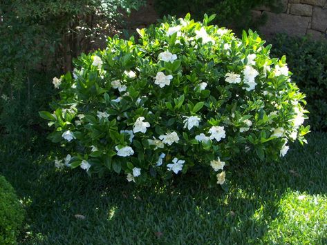 gardenia | RUBIACEAE - Gardenia jasminoïdes - Jasmin du Cap Gardenia Care, Gardenia Shrub, Gardenia Plant, Flowers Last Longer, Full Sun Plants, Best Perennials, Organic Mulch, Foundation Planting, Flowering Shrubs