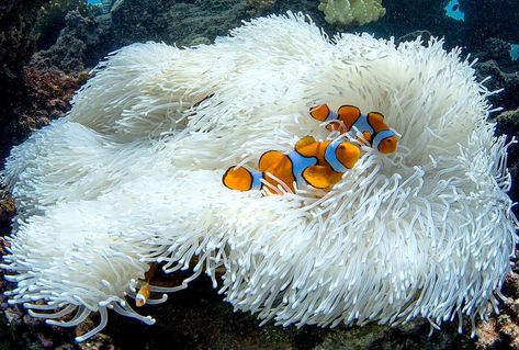 Coral bleaching can take away homes of important marine life, like these Clownfish in a bleached anemone on the Great Barrier Reef during… Storyboard Ideas, Ocean Waste, Ocean Illustration, Coral Bleaching, Storyboard Illustration, The Artist Movie, The Great Barrier Reef, Water Animals, Aquatic Life