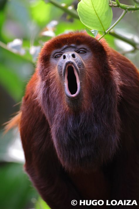 Alouatta seniculus - Juruá Red Howler Monkey | hugo loaiza | Flickr Rainforest Creatures, Ugly Monkey, Bizarre Animals, Howler Monkey, Tropical Animals, Animal Print Wallpaper, Young Animal, Unusual Animals, Rare Animals