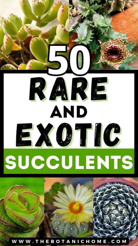 Explore the world of rare succulent plants with our guide to the 50 most extraordinary and unusual species. Learn about rare succulents, types of succulent plants with pictures, growing succulents, cacti and succulents, planting succulents, planting flowers, flowering succulents, types of cactus plants, propagating succulents, succulent gardening & succulent care, weird plants, colorful succulents, unusual plants, rare plants, exotic plants, exotic flowers, cool plants and unique cactus plants. Rare Cactus And Succulents, Identifying Succulents, Succulents Types, Unique Cactus Plants, Aesthetic Crazy, Unique Succulents, Plant Decoration Ideas, Types Of Cactus Plants, Cool Succulents