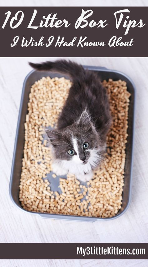 Home Kitten Hacks, Cat Litter Smell, Litter Box Smell, Best Litter Box, Kitten Treats, Best Cat Litter, Cleaning Litter Box, Cat Essentials, Kitten Food