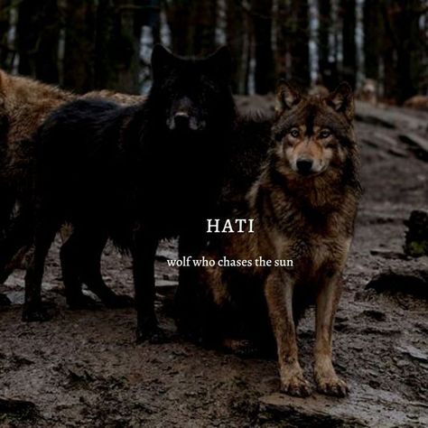 Hati Wolf, Skoll Hati, Wolf Names, Mystical Names, Exotic Names, Fantasy Character Names, Meaningful Names, Best Character Names, Fantasy Names