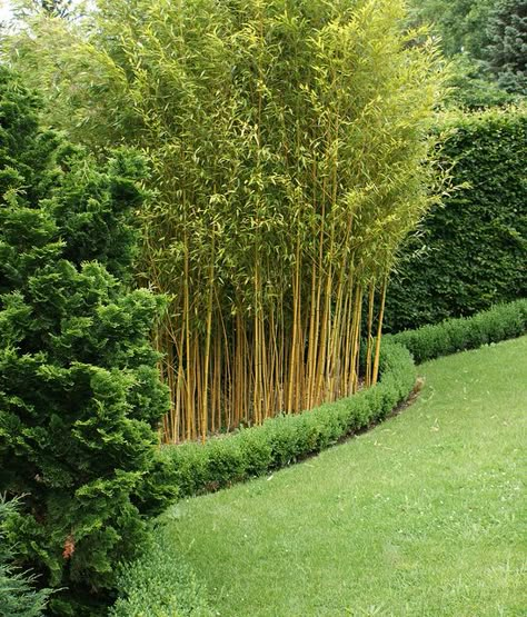 Bamboo In Backyard, Landscaping With Bamboo, Bamboo Hedge Living Fence, Bamboo Landscape Ideas, Bamboo Garden Landscaping, Bamboo In Garden, Bamboo Garden Ideas, Bamboo Screen Garden, Bamboo Privacy Hedge