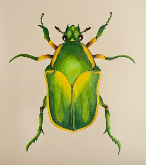 Thirsty World: Green June Bug June Bug Tattoo, Crawling Animals, Beetle Painting, Beetle Drawing, Bugs Drawing, Green Bug, Green Shadow, Beetle Tattoo, Sap Green