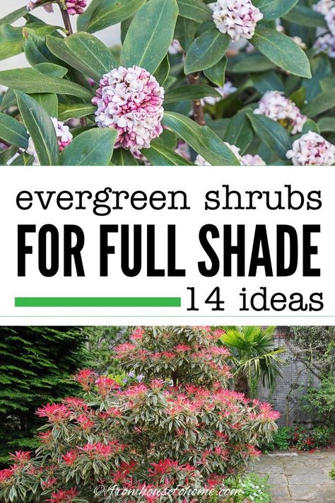 If you’re wondering what evergreen shrubs for shade to plant in your garden, then read this! They’re helpful ideas for colorful evergreen bushes for shade. I am so saving this list of evergreens to grow myself soon!! | Gardening For Beginners Evergreen Shrubs For Shade, Evergreen Bushes, Shrubs For Shade, Art Creative Ideas, Evergreens For Shade, Kalmia Latifolia, Evergreen Bush, Fast Growing Evergreens, Shade Shrubs