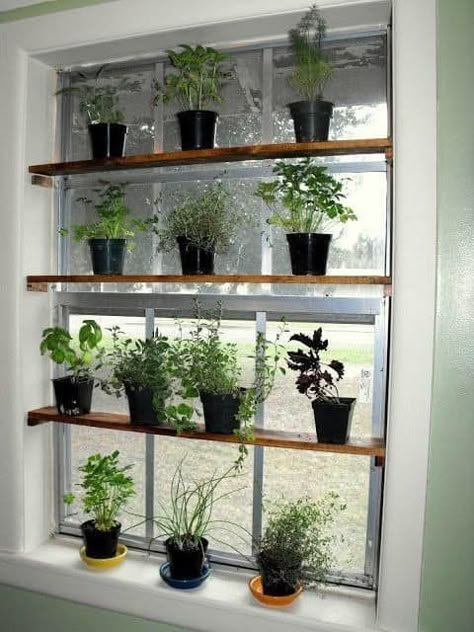 PLANT ideas Kitchen Window Plants, Kitchen Window Shelves, Window Shelf For Plants, Kitchen Garden Window, Diy Planters Indoor, Window Plant Shelf, Lots Of Plants, Windowsill Garden, Window Shelves