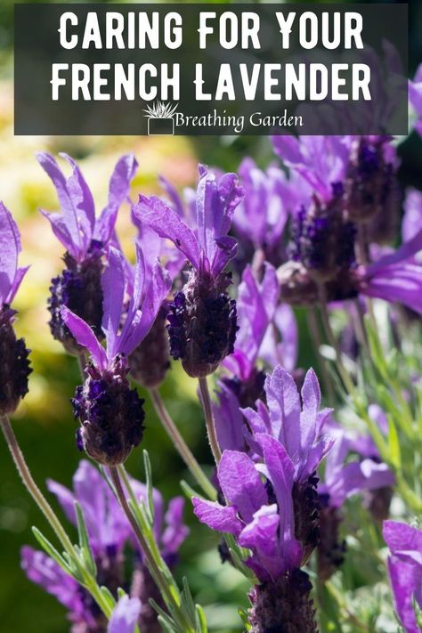 French lavender is easily distinguishable by its flower. But it's also distinguished by its scent! Lavender Garden Ideas, Lavender Backyard, French Lavender Plant, Growing Lavender Indoors, Indoor Lavender Plant, Lavender Pruning, Lavender Companion Plants, Lavender Planters, Lavender Plant Care