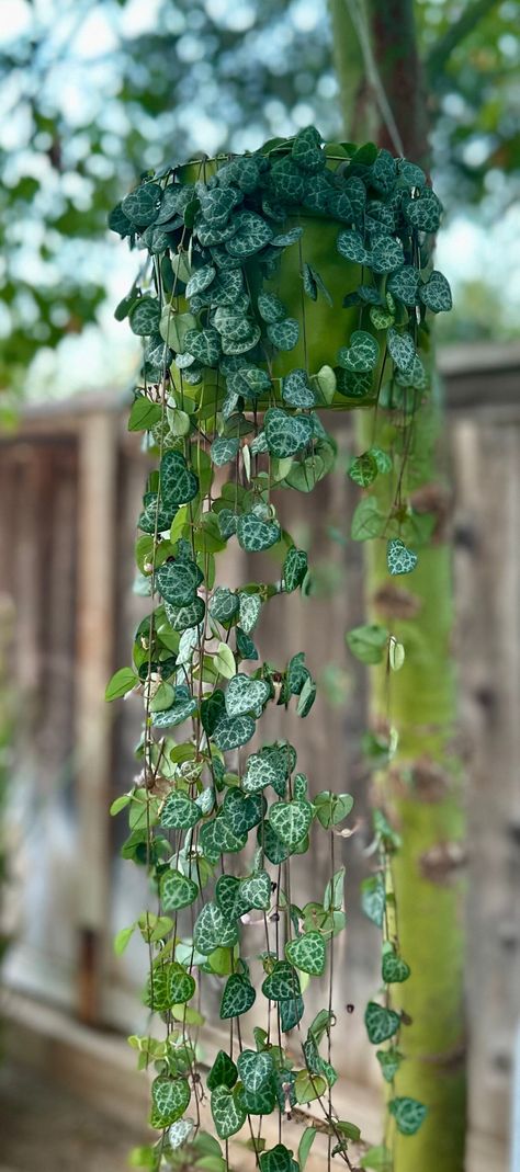 String of Hearts (Ceropegia woodii) Add an air of romance to your indoor garden with our stunning String of Hearts! Also known as the Rosary Vine or Sweetheart Vine, this trailing succulent is native to the rugged landscapes of South Africa, showcasing its inherent resilience and robustness. Featuring a cascade of heart-shaped leaves on slender vines, the String of Hearts is an absolute delight to behold. The leaves flaunt a rich green color, a striking symbol of love and vitality that never fai String Of Hearts Plant, Ceropegia Woodii, String Of Hearts, Succulent Gardening, The Rosary, Hanging Plant, Healthy Plants, Hanging Plants, Indoor Garden