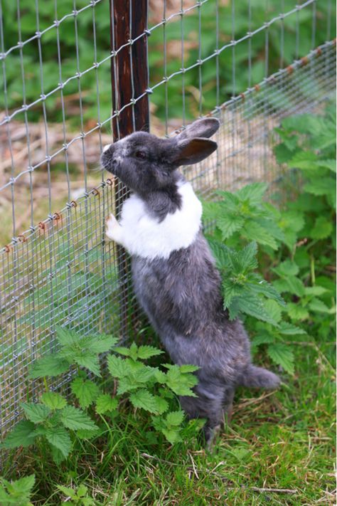 How To Keep Rabbits Out Of Your Garden - Safe Methods That Work! Garden Fence Rabbit Proof, Garden Fence To Keep Rabbits Out, Keep Critters Out Of Garden, Keeping Rabbits Out Of Garden, Garden Covers To Keep Animals Out, Rabbit Proof Garden Fence, Rabbit Fence For Garden, How To Keep Rabbits Out Of Garden, Rabbit Proof Garden