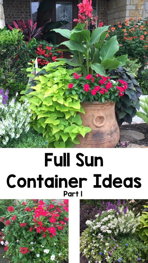 Full Sun Container Ideas (Part 1) Full Sun Container Ideas, Patio Planter Ideas Plant Pots, Potted Plants Full Sun, Potted Trees Patio, Full Sun Planters, Full Sun Container Plants, Front Porch Flower Pots, Full Sun Garden, Front Porch Plants