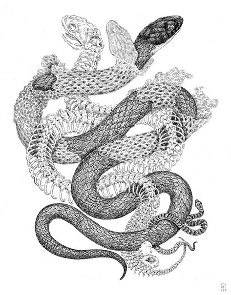 Snake Illustration, Snake Shedding, Snake Drawing, Snake Tattoo Design, Snake Art, Scientific Illustration, Snake Tattoo, Art Japonais, 문신 디자인