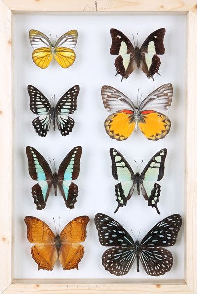 Taxidermy Decor Interior Design, Taxidermy Diy, Deer Mount Ideas, Bug Taxidermy, Taxidermy Decor, Framed Insect, Butterfly Taxidermy, Types Of Butterflies, Insect Taxidermy