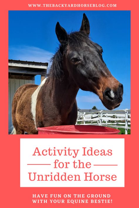 Stretches For Horses, Groundwork Exercises For Horses, Equine Therapy Activities, Toys For Horses, Horse Training Ground Work, Horse Activities, Bear Background, Horse Training Exercises, Horse Ownership