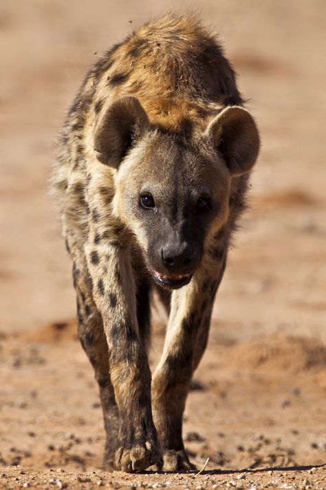 Hyena Reference Photo, Spotted Hyena Photography, Hyena Aesthetics, Hyena Wallpaper, Hyena Photography, Brown Hyena, Spotted Hyena, African Wild Dog, Wild Creatures