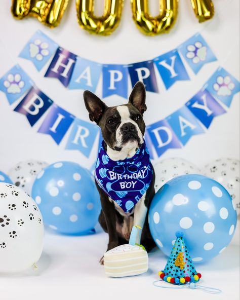 Happy Birthday Dogs, Boston Terrier Birthday, Dog Birthday Photoshoot, Dog Birthday Pictures, Puppy Photoshoot, Birthday Dogs, Celebrating Birthday, Happy Birthday Dog, Dog Birthday Party