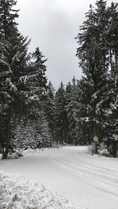 X Mas Aesthetic, White Nature Aesthetic, White Snow Aesthetic, Branches Aesthetic, Snow Aesthetic Christmas, Pictures Wall Collage, Glass Homes, Nature Aesthetic Pictures, Snow On Trees