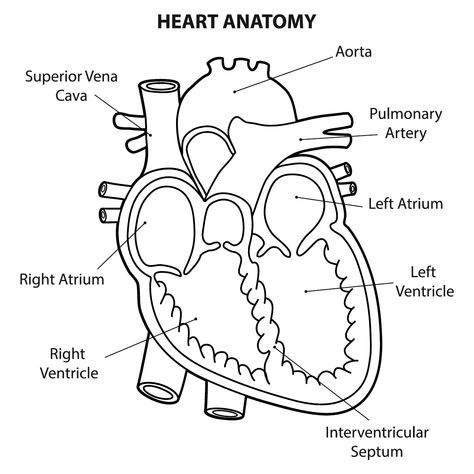 The heart is a powerful pump. It has separate parts for pumping and preventing backflow. What are the parts that make up a human heart? Let's explore. Heart Anatomy Drawing, Human Heart Diagram, Human Heart Drawing, A Human Heart, Heart Organ, Heart Diagram, Parts Of The Heart, Heart Anatomy, Heart Coloring Pages