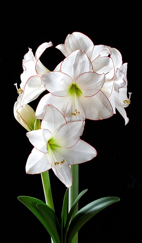 https://flic.kr/p/sdNtqy | Amaryllis Picotee Amaryllis Flowers, Amaryllis Bulbs, Decoration Plante, Tulips Flowers, Exotic Flowers, Flowers Nature, Flower Photos, Flower Pictures, Amazing Flowers