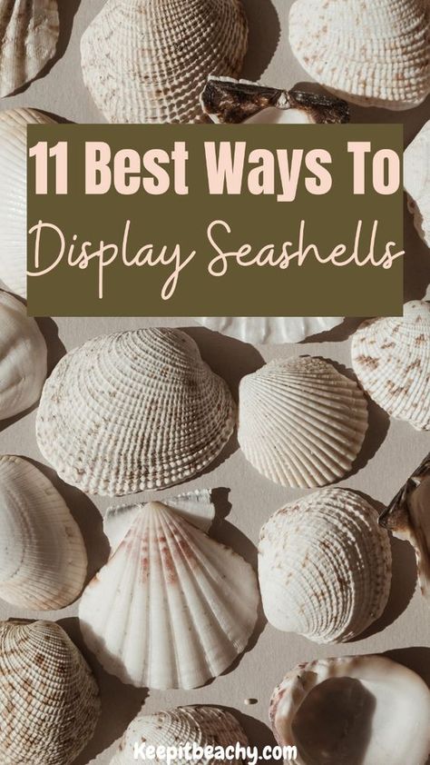 WOW. These seashell display ideas are THE BEST. I am loving the centerpiece ideas and seashell mirror ideas. #seashelldisplay #seashellideas #howtodisplayseashells Ways To Display Seashells, Seashell Display Ideas, Display Seashells, Scallop Shell Craft, Seashell Centerpieces, Cute Seashell, Seashell Ideas, Large Sea Shells, Seashell Display