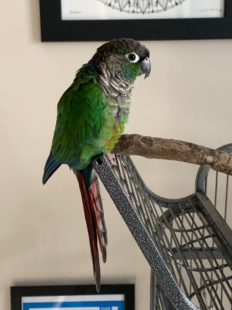 Green Cheek Conure Aesthetic, Conure Aesthetic, Green Conure, Bird Enclosure, Sun Conures, Conure Bird, Green Cheek Conure, Conure Parrots, Maned Wolf