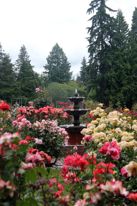 International Rose Test Garden, Portland, Oregon.  Breathe deeply! International Rose Test Garden Portland, International Rose Test Garden, Rose Garden Portland Oregon, Portland Rose Garden, Portland Oregon Aesthetic Homes, File Aesthetic, Pnw Trip, Oregon Aesthetic, Garden Board