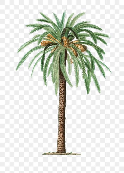 Date Tree, Date Palm Tree, Dates Tree, Palm Tree Drawing, Mughal Art Paintings, Sage Plant, Digital Invitations Wedding, Date Palm, Palm Tree Art