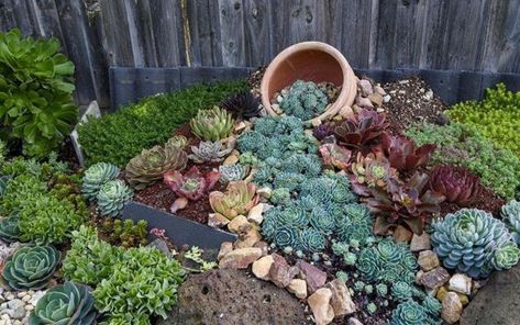 Succulent Rock Garden, Rockery Garden, Succulent Garden Landscape, Succulent Landscape Design, Succulent Garden Design, Succulent Landscaping, Rock Garden Design, Succulent Garden Diy, Rock Garden Landscaping