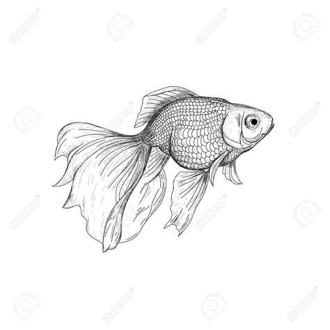 Golden Fish Sketch, Goldfish Line Drawing, Goldfish Drawing Reference, Goldfish Line Art, Fancy Goldfish Drawing, Gold Fish Sketch, Goldfish Sketch, Gold Fish Drawing, Goldfish Decor