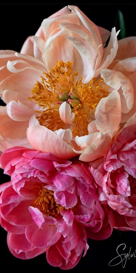 Border Garden Ideas, Hospital Flowers, Backyard Garden Landscaping, Border Garden, Garden Landscaping Ideas, Creation Photo, Aesthetic Garden, Peony Painting, Garden Aesthetic