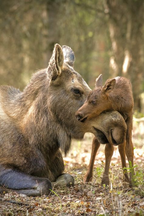 Moose Pictures, Deer Species, Deer Family, Animal Wallpaper, Sweet Animals, Cute Little Animals, 귀여운 동물, Animals Friends, In The Woods