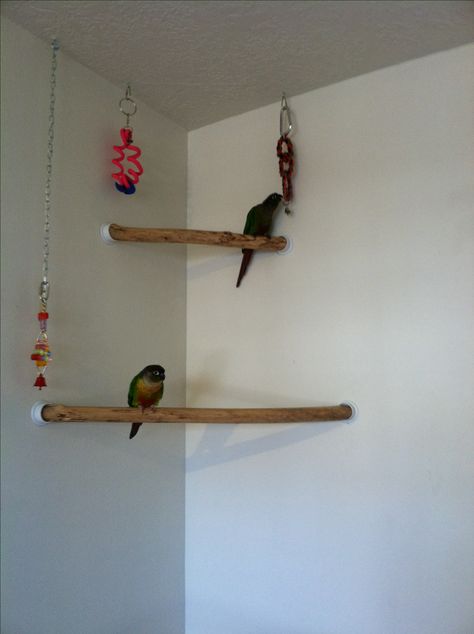 The white plastic hardware, used to put the perches up, are made to hang closet poles and can be purchased inexpensively at your local hardware store  -   It's conure corner perch! Bird-proofing your house means having safe perches available for your parrot to fly towards. Homemade Bird Toys, Best Pet Birds, Diy Bird Cage, Diy Bird Toys, Pet Bird Cage, Parrot Pet, Bird Aviary, Bird Stand, Parrot Cage