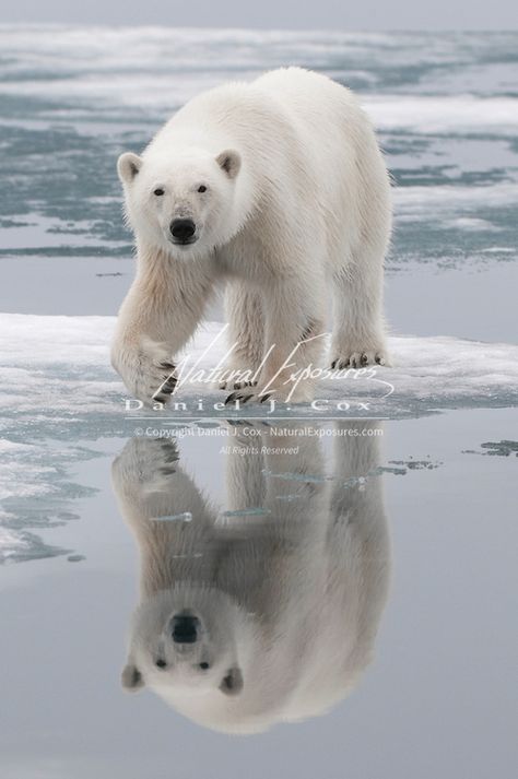 Polar bear in Svalbard, Norway. Svalbard Norway, Arctic Animals, Marine Mammals, Polar Bears, Cute Wild Animals, Cute Animal Photos, Animal Photo, Cute Little Animals, 귀여운 동물