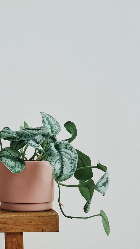 Green houseplant, minimal mobile wallpaper  | premium image by rawpixel.com / Roungroat Indoor Plants Aesthetic Minimal, Plants Photography Aesthetic, Wallpaper Cute Minimalist, Minimal Photography Instagram, Houseplant Photography, Indoor Plants Aesthetic, Money Plant Decor, Minimalist Iphone Wallpaper, Pinterest Plant