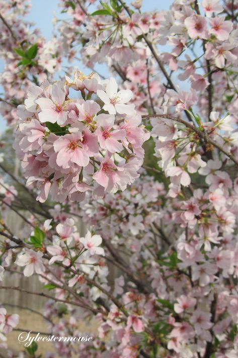 Potted Cherry Tree, Cherry Blossom Tree In Garden, Yoshino Cherry Tree, Flowering Pear Tree, Nordic Garden, Spring Flowering Trees, Cherry Plant, Ornamental Cherry, Tree Buds